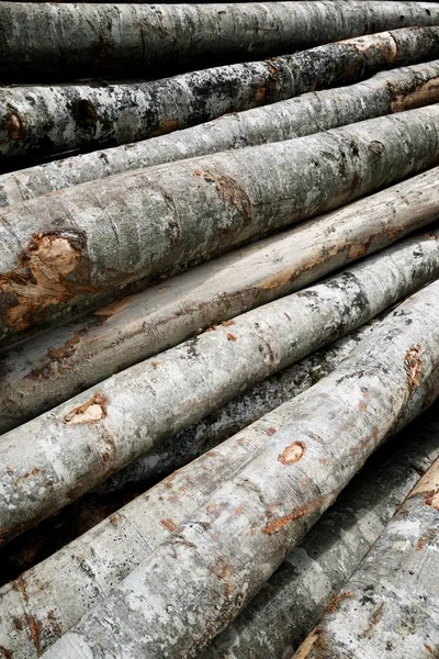 Trabajos Forestales Pirineos Francia — Foto de Stock