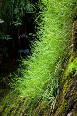 Pyrenees, Fransa çimenli bir alanda Close-up.