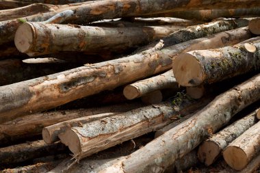 Orman iş Pyrenees, Fransa.