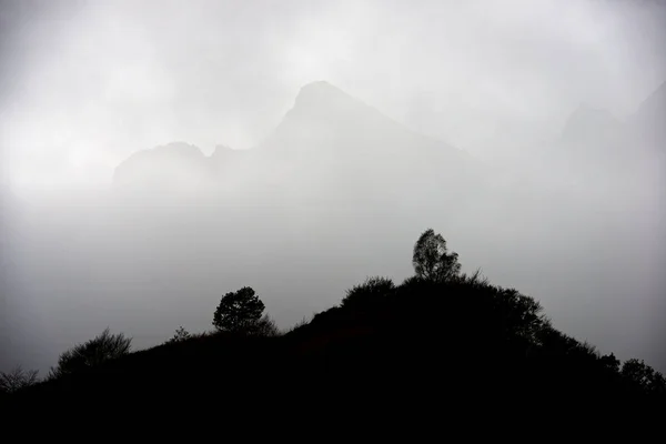 Bäume Lescun Tal Pyrenäen Frankreich — Stockfoto