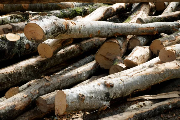 Lavori Forestali Nei Pirenei Francia — Foto Stock