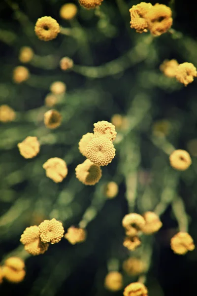 Wild flower view — Stock Photo, Image