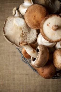 mantar yakın çekim