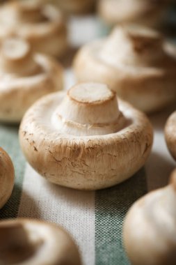 mantar yakın çekim