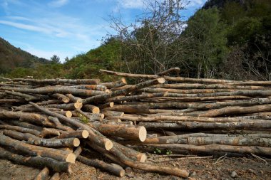 Ormansızlaşma kavramı görünümü
