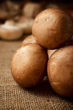 mantar yakın çekim