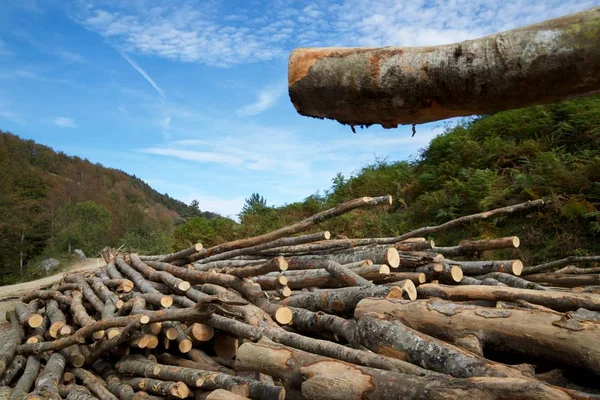 Vue du concept de déforestation — Photo