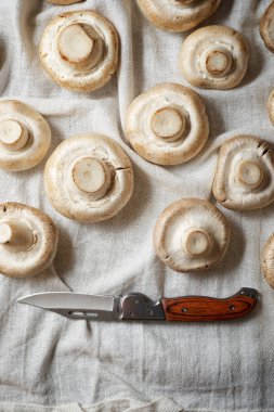 mantar yakın çekim