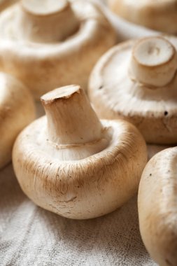 mantar yakın çekim