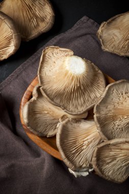 mantar yakın çekim