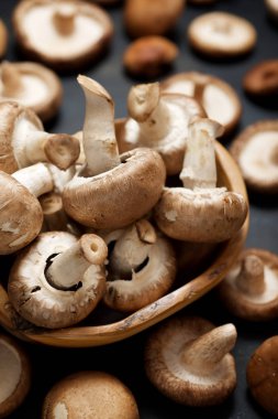 mantar yakın çekim