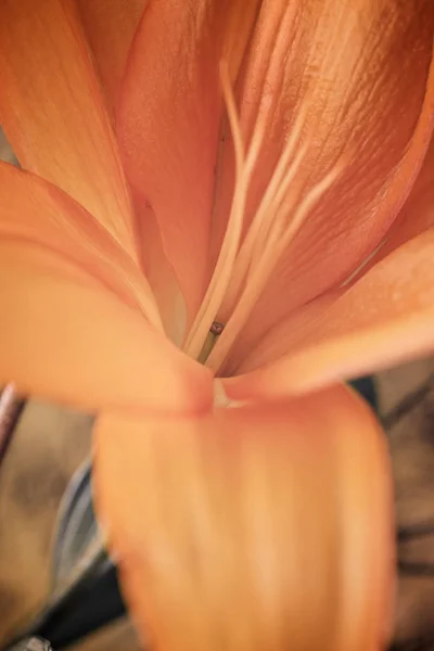 Orange flower view — Stock Photo, Image