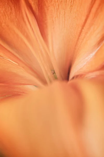Turuncu çiçek görünümü — Stok fotoğraf