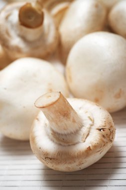 mantar yakın çekim