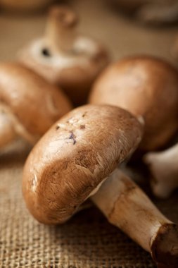 mantar yakın çekim