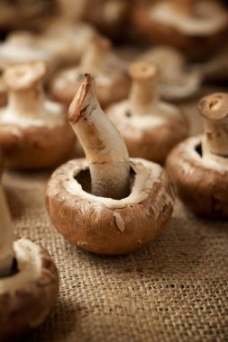 mantar yakın çekim