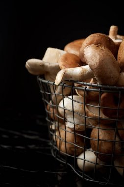 mantar yakın çekim