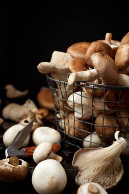 mantar yakın çekim