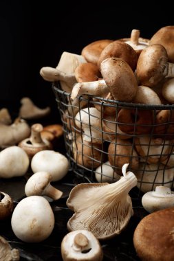 mantar yakın çekim