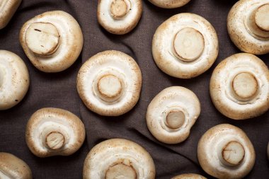 mantar yakın çekim