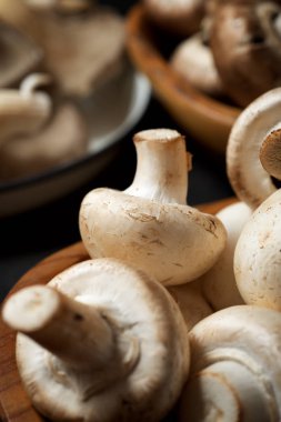 mantar yakın çekim