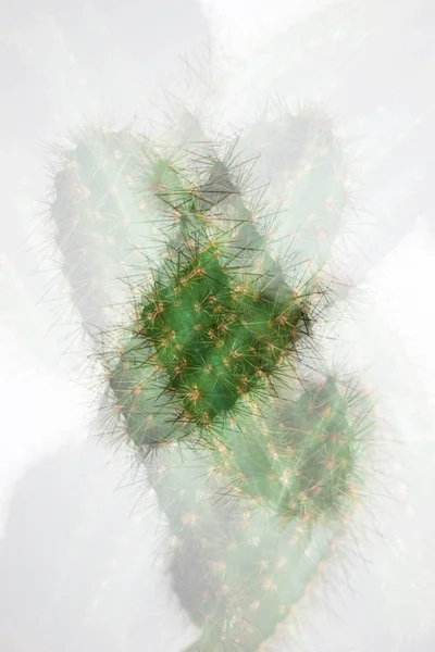 Cactus en gros plan — Photo