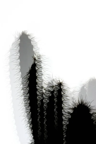 Cactus en gros plan — Photo