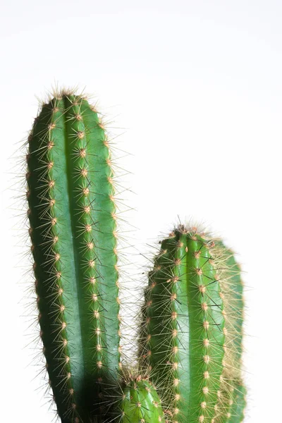 Cactus close-up — Stockfoto