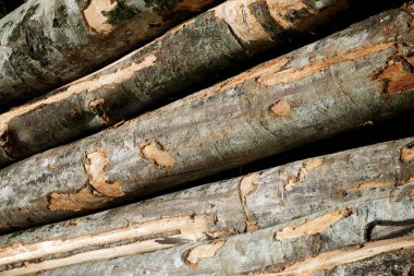 Ormansızlaşma kavramı görünümü