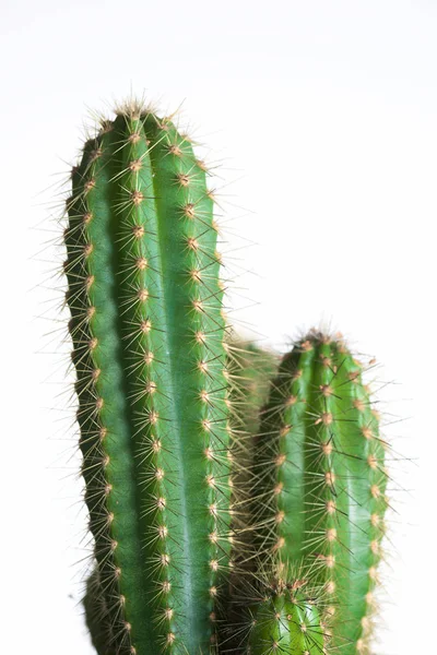 Cactus de perto — Fotografia de Stock