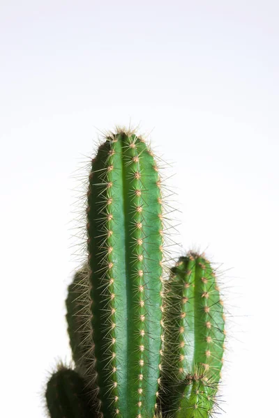 Cactus close up Royalty Free Stock Photos