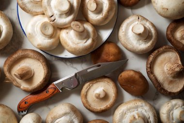 mantar yakın çekim