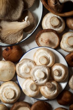 mantar yakın çekim