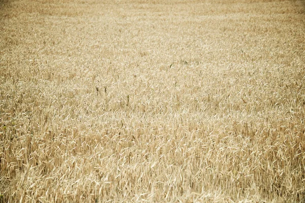 Vista do campo de cereais — Fotografia de Stock