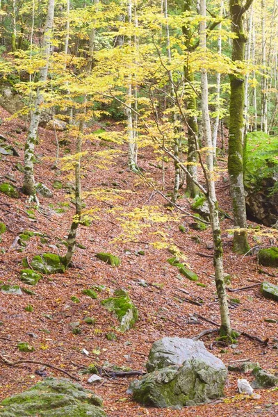 Ordesa nasjonalpark – stockfoto