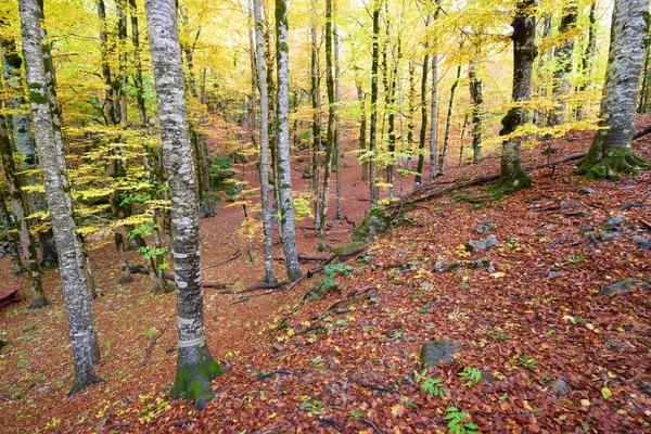 Parco nazionale di Ordesa — Foto Stock