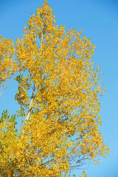 Autumn in the Pyrenees Royalty Free Stock Photos