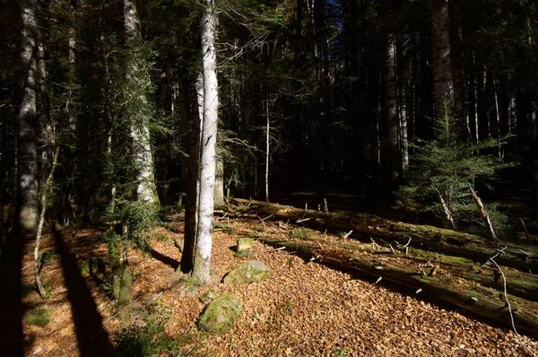 Nationaalpark Ordesa — Stockfoto