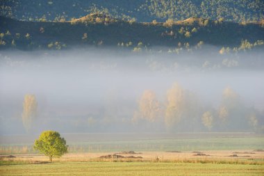 Pyrenees ormanda