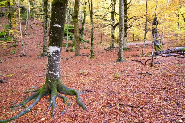 Ordesa nasjonalpark – stockfoto