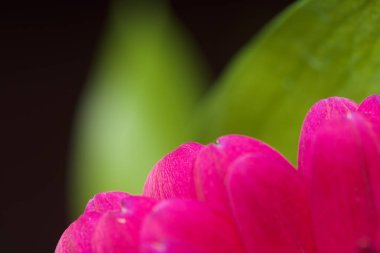 çiçek yakın çekim