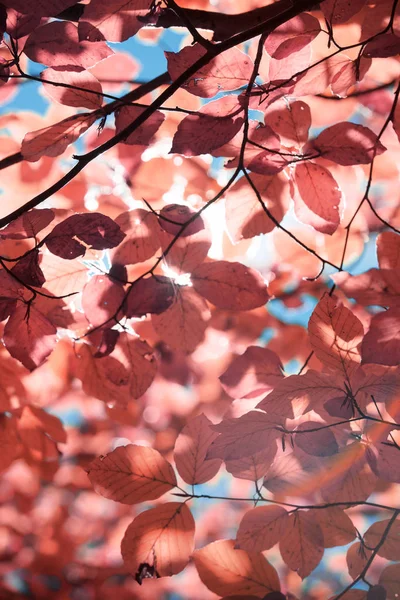 Automne dans les Pyrénées — Photo