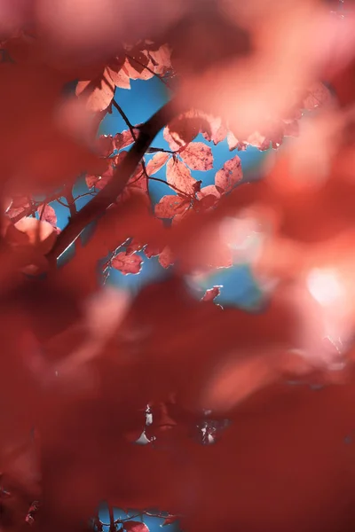Осінь у Піренеях — стокове фото