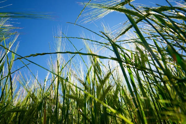 Vista fiel de los cereales —  Fotos de Stock