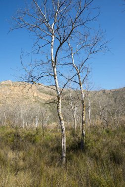 İspanya 'da kış ormanı.