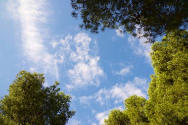 İspanya 'nın Zaragoza şehrindeki bir parkta ağaçlar.