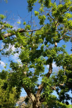 İspanya 'nın Zaragoza şehrindeki bir parkta ağaçlar.