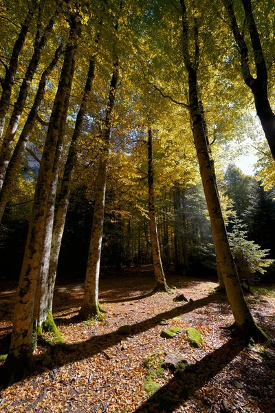 Ordesa Ulusal Parkı Ndaki Orman Huesca Eyaleti Ndeki Pireneler Aragon — Stok fotoğraf