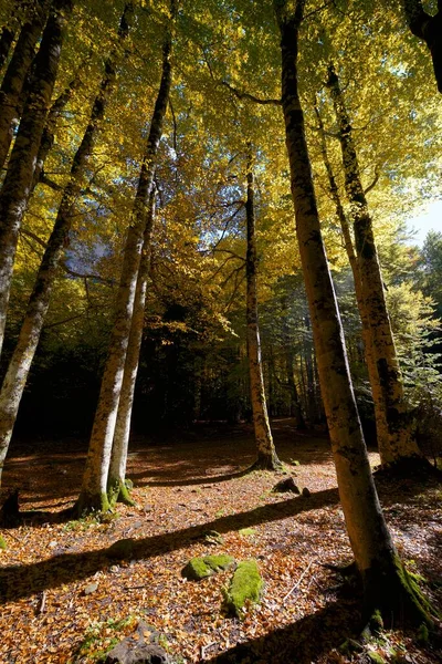 Forest Ordesa National Park Pyrenees Huesca Province Aragon Spain — Stock Photo, Image