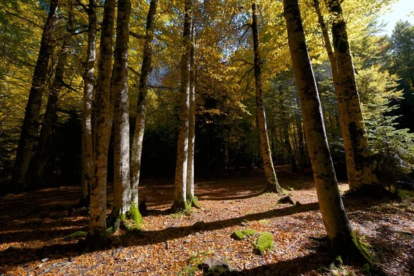 Floresta Parque Nacional Ordesa Pirinéus Província Huesca Aragão Espanha — Fotografia de Stock